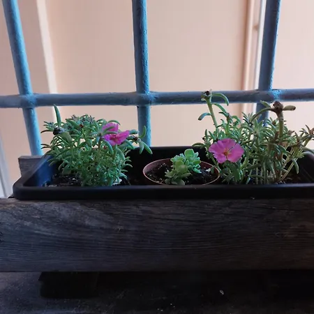 Da Silvana Apartment